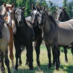 The Wild Horses of Pryor Mountain